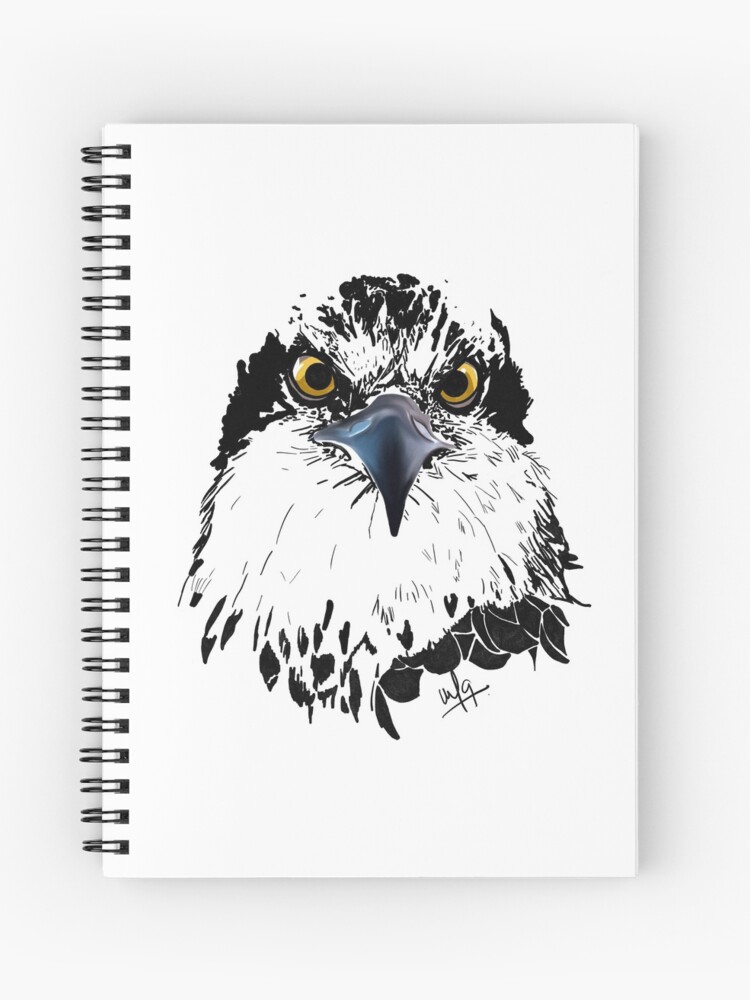 Osprey with piercing eyes; always watching. Known as the King of Birds for it has thrived, for centuries, all over the world (except Antartica)